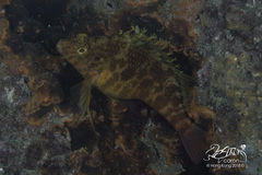 Cirrhitichthys aureus
