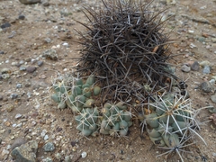 Coryphantha robustispina robustispina