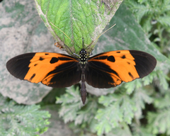 Heliconius numata