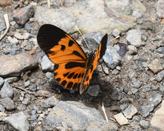 Heliconius numata