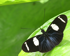 Heliconius wallacei