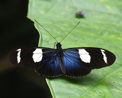 Heliconius wallacei