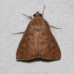 Anomis illita
