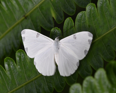 Hermathena candidata