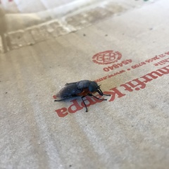 Osca lata