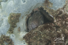 Parablennius thysanius