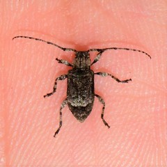 Leptostylus transversus