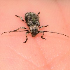 Leptostylus transversus