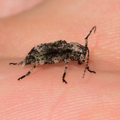 Leptostylus transversus