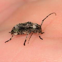 Leptostylus transversus