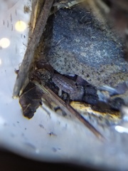 Trachelipus kervillei