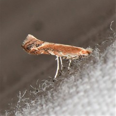 Cameraria quercivorella