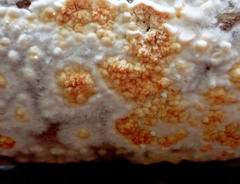 Leucogyrophana mollusca