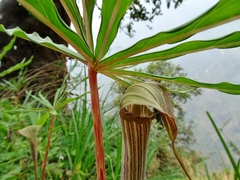 Arisaema erubescens