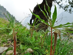 Arisaema erubescens