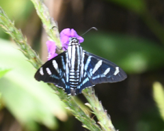 Jemadia hewitsonii