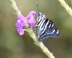 Jemadia hewitsonii