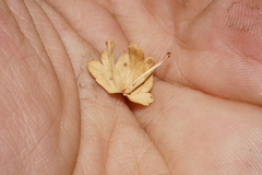 Acer glabrum diffusum