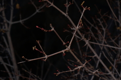 Acer glabrum diffusum