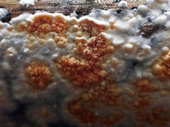 Leucogyrophana mollusca