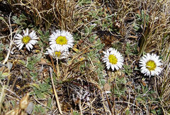 Erigeron rosulatus