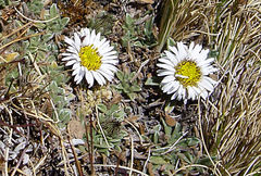 Erigeron rosulatus