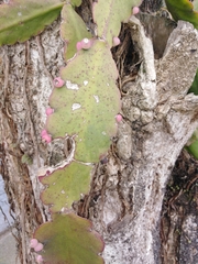 Rhipsalis pachyptera