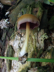 Mycena rutilantiformis