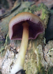 Mycena rutilantiformis