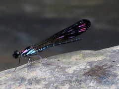Heliocypha biseriata