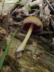 Mycena rutilantiformis