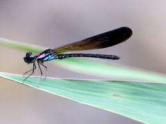 Heliocypha biseriata