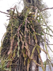 Rhipsalis paradoxa