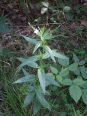 Epilobium pseudorubescens