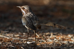 Uratelornis chimaera