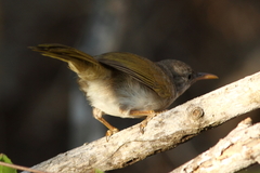 Thamnornis chloropetoides