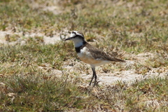 Charadrius thoracicus