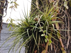 Aechmea recurvata benrathii