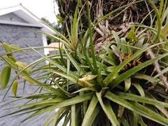 Aechmea recurvata benrathii