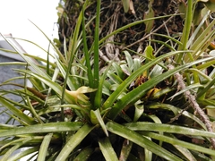 Aechmea recurvata benrathii