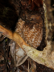 Otus rutilus rutilus