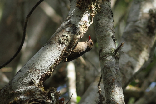Nuthatch-Vanga