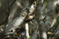 Hypositta corallirostris