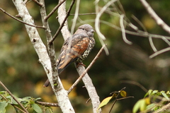 Leptosomus discolor discolor