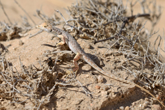 Meroles suborbitalis