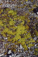 Tortella inclinata