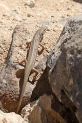 Trachylepis occidentalis