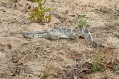 Varanus albigularis