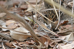 Ichnotropis capensis