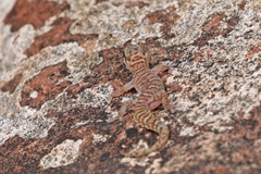 Pachydactylus waterbergensis